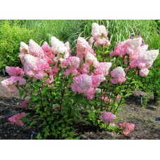 Гортензия розовая саженцы купить в алматы в казахстане питомник растений rostok